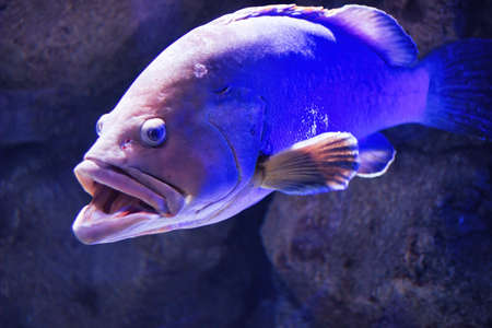 A big fish swimming underwater named Groupers are fish of genera in the subfamily Epinephelinae of...