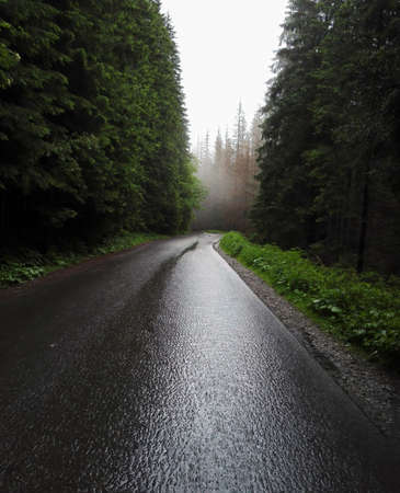 A rainy wet road during winter in the middle of winter trees against misty and foggy weather. Zakopane. Polandの写真素材