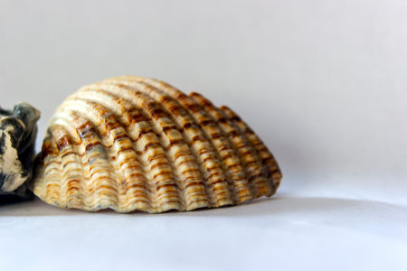 A macro shot of a conch shell with naturally formed pattern on an isolated white background.
