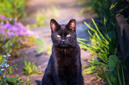 Portrait of a black cat or bombay cat looking or staring while sitting still. Felis silvestris, Felis catusの写真素材