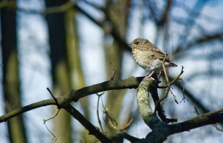 Fieldfare, a species of Thrushes Turdidae juvenile sitting on a swaying branch of a tree during...