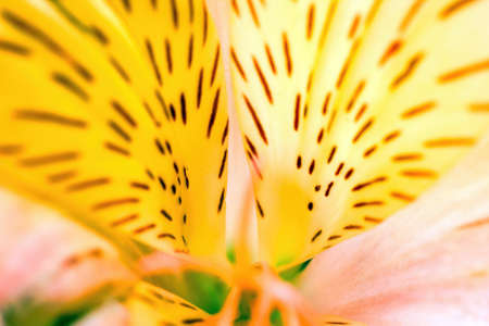 Freesia x hybrida L.H.BaileyIridaceaeFreesia extreme macro close up shot, Vibrant yellow pattern on a flower, abstract beauty in nature concept wallpaper or backgroundの写真素材
