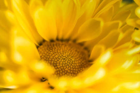 Vibrant yellow daisy sunflower extreme macro close up shot selective focus and gradually going out of focus petals. Beauty in nature background or wallpaper fine artの写真素材