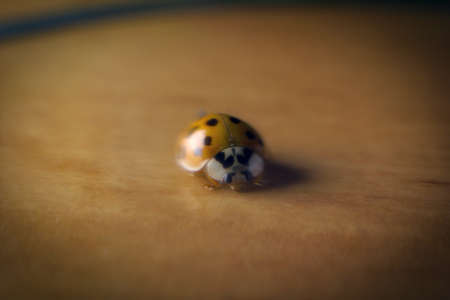 Selective focus, Macro close up photography of Coccinellidae , small beetles, The family is known as ladybug during spring season.の写真素材