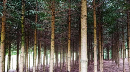 Several trunks of birch trees in a forest near Rabka located in Poland, Europe