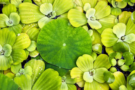 Bunch of lotus lily flower leaves in water. Green abstract pattern in nature. Leaf Background or...
