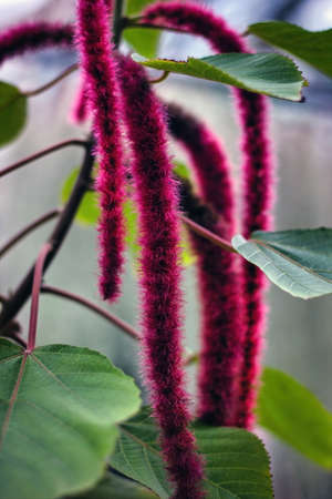 Acalypha hispida, the chenille plant, is a flowering shrub which belongs to the family...