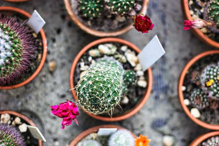Echinopsis haematantha and its cactus plant family kept in a pot, Arid plants - CACTACEAE
