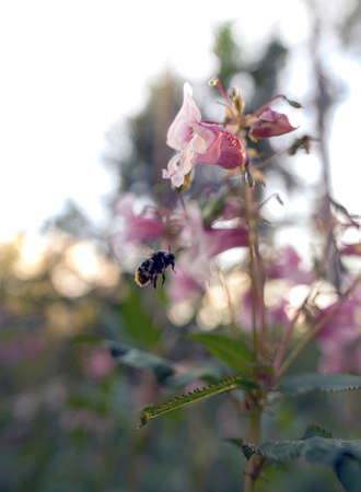 Close up view of a honey bumble bee flying mid air and pollenating purple flowers in spring, beauty...
