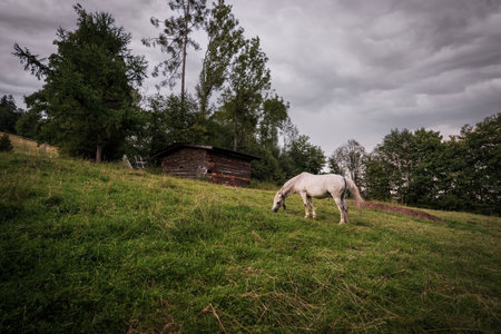 A white horse grazing in a grass field farm meadow next to a barn in a countryside location against dark clouds.の写真素材