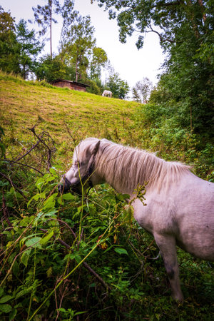 Beautiful white horse grazing in the grass field in a country sideの写真素材
