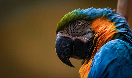 Close up headshot of the blue-and-yellow macaw, also known as the blue-and-gold macaw, is a large...