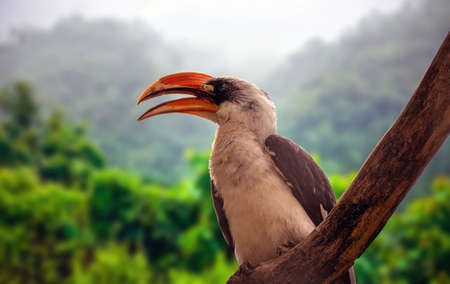 The northern red-billed hornbill sitting on a branch of a tree, aka Tockus erythrorhynchus bird in...