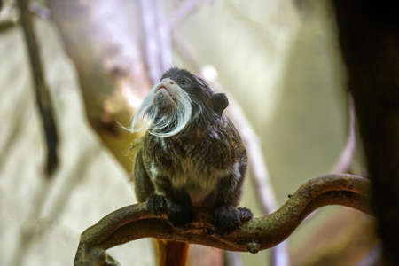 The emperor tamarin (Saguinus imperator) monkey with mustache is a species of tamarin named for its resemblance to German emperor Wilhelm II. Habitat in west Brazilian states of Acre and Amazonasの写真素材