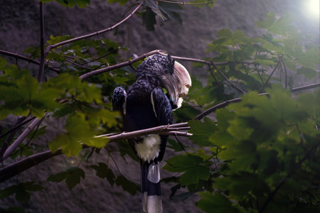 Silvery cheeked hornbill bird sitting on a branch of a tree, usually found in Africa, scientific name, Bycanistes brevis.の写真素材