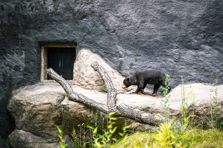 Malayan sun bear (Helarctos malayanus) walking on fallen tree against cave looking rockの写真素材