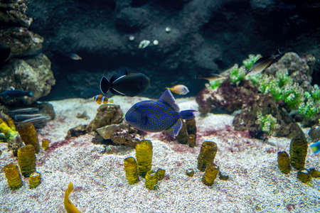 close up of a Blue Triggerfish aka Odonus nigerGallery , synonym consists of Balistes erythrodon,...