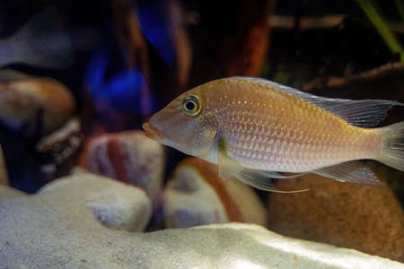 Satanoperca jurupari fish aka Demon Eartheater floating in water.