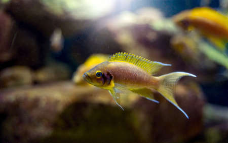 Neolamprologus pulcher fish Tropical aquarium fish swimming underwaterの写真素材