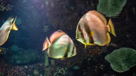 Obicular batfish aka circular batfish or orbit fish found in the sea water of indian and pacific...