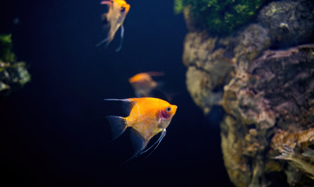 Yellow freshwater angel fish, aka pterophyllum scalare common in peru, columbia and brazil waterの写真素材