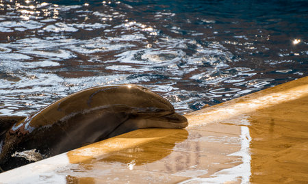 A bottlenose common dolphin partially outside a pool resting under the sun next to a poolの写真素材