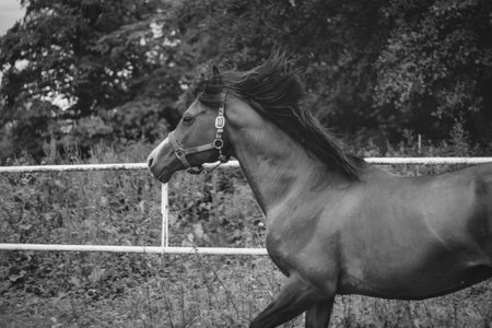 A domestic arabic horse running in the wild outdoors , monochromatic photoの写真素材