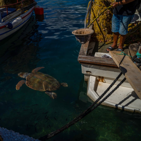 Loggerhead Sea turtle swimming in the mediterranean sea in the middle of a fisherman boatsの写真素材