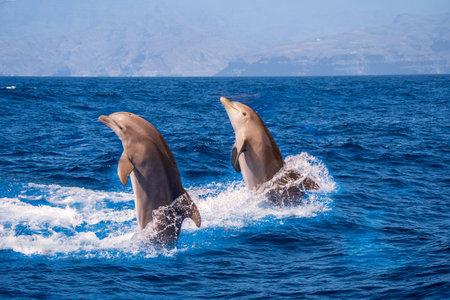 Bottle-nosed dolphin Tursiops truncatus jumping in mediterranean Sea in greeceの写真素材