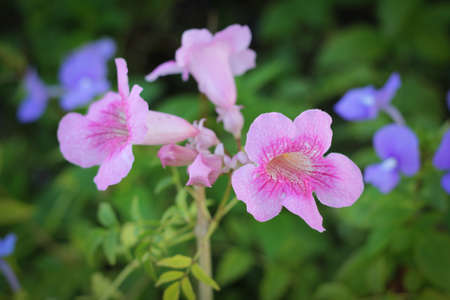 pink flowersの写真素材