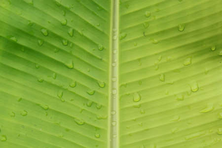 rain drops on banana leafの写真素材