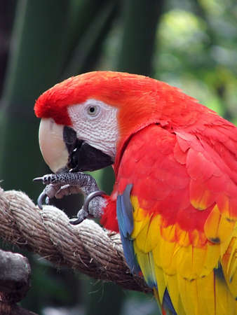scarlet macawの写真素材