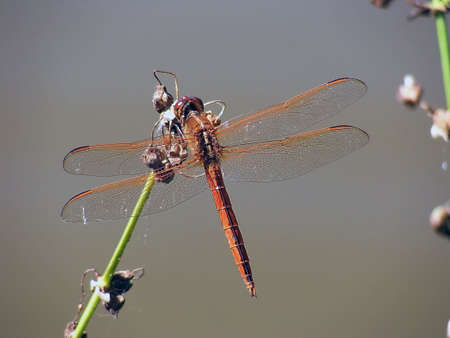 Orange dragonflyの写真素材