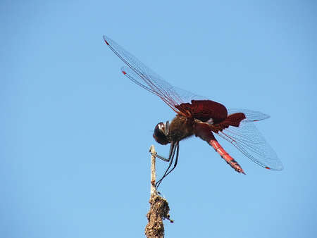 Red dragonflyの写真素材