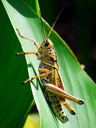 Southern Lubber Grasshopperの写真素材