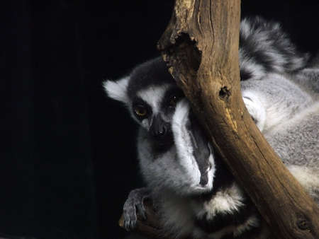 Ring Tailed Lemurの写真素材