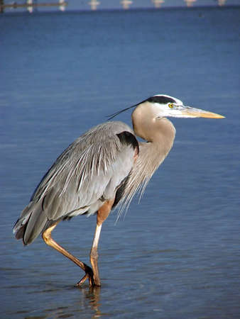 Great Blue Heronの写真素材