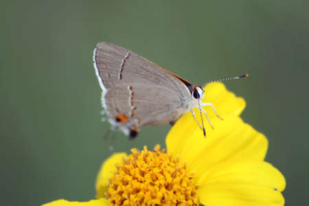 Small gray butterfly on yellow flowerの写真素材
