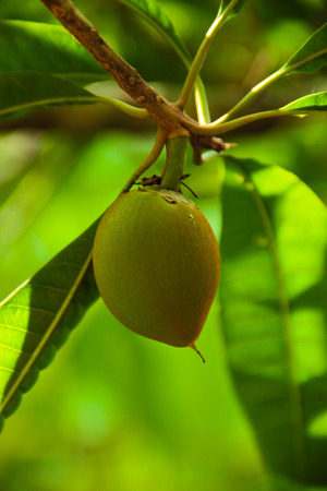 fruit