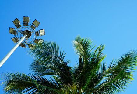 Street light and palm treeの写真素材