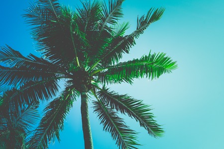 Palm Tree Leaf background White And Black Texture Silhouette, branch realistic tropical coconut leave isolated, beautiful summer nature wallpaper with skyの写真素材