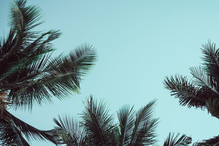 branches of coconut palms under blue skyの写真素材