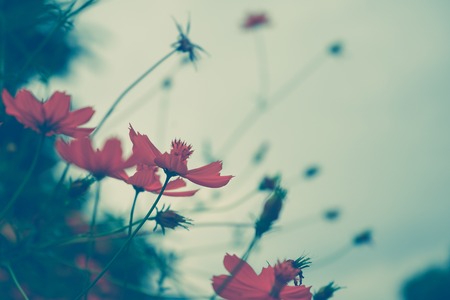 Pink flower background nature at spring or summer. Beauty bloom floral wallpaper.の写真素材