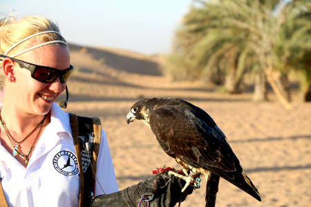 Country- Dubai, Date 07/20/2020 Portrait of Peregrine Falcon on a trainer's glove at desert of Dubai