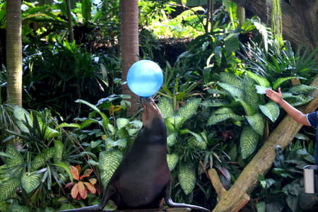 Country Singapore, Date 08/02/2020 Seal is performing with ball in show at singapore zooのeditorial素材