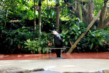 Country Singapore, Date 08/02/2020 Seal is performing in show at singapore zooのeditorial素材