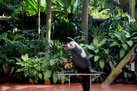 Country Singapore, Date 08/02/2020 Seal is performing in show at singapore zooのeditorial素材