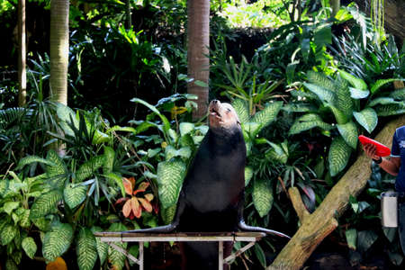 Country Singapore, Date 08/02/2020 Seal is performing in show at singapore zooのeditorial素材