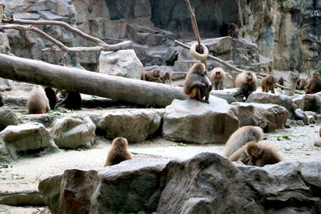 Country- Singapore , Date 19/08/2020 Baboons family with littile one sitting in zoo at Singaporeのeditorial素材
