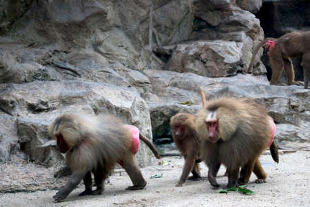 Country- Singapore , Date 19/08/2020 Baboons family with littile one sitting in zoo at Singaporeのeditorial素材